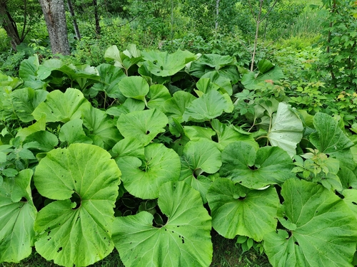 Giant Butterbur