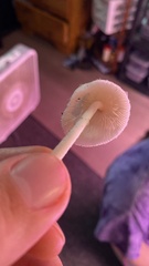 Leucocoprinus ianthinus