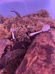 Leucocoprinus ianthinus