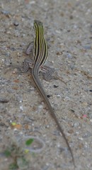 Aspidoscelis laredoensis