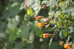 Tropaeolum ciliatum