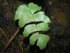 Adiantum macrophyllum