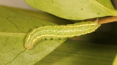 Craniophora ligustri