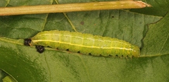 Craniophora ligustri