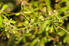 Galium aparine