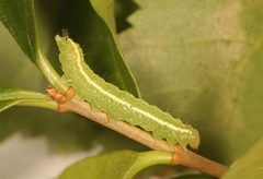 Craniophora ligustri