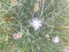 Centaurea aspera stenophylla