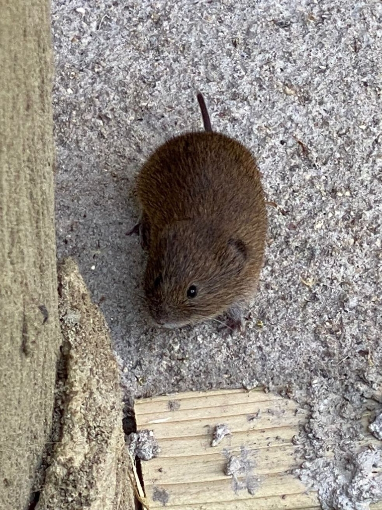 Field Vole from Paradise Wildlife Park, White Stubbs Lane, Broxbourne EN10 7QA, UK on June 15