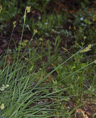 Carex raynoldsii