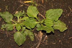 Plantago major