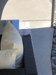 Sceloporus occidentalis