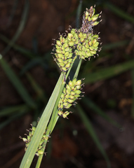 Carex raynoldsii