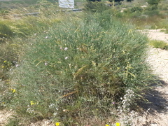 Centaurea aspera stenophylla