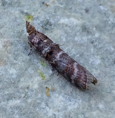 Ortholepis pasadamia