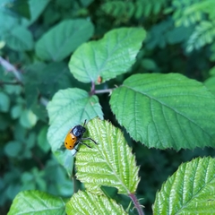 Lachnaia italica italica