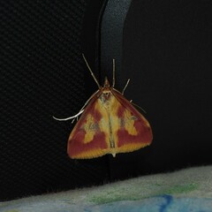 Ostrinia palustralis