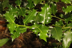 Ilex aquifolium