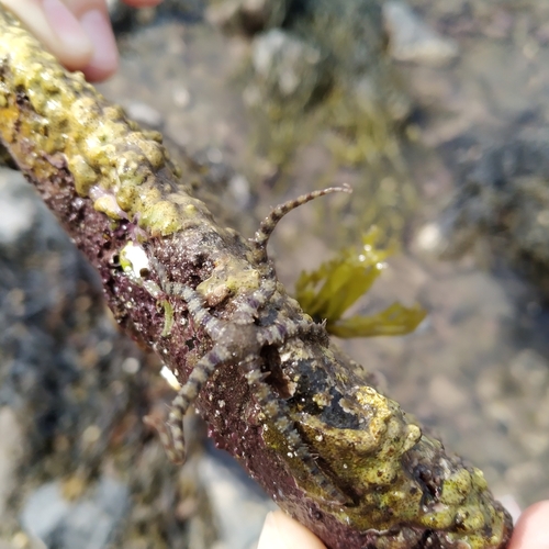 Photo of Common brittle star (Ophiothrix fragilis)
