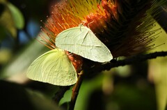 Aphrissa statira statira