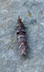 Ortholepis pasadamia