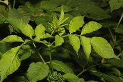 Sambucus nigra