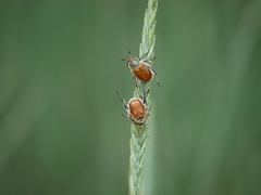 Chaetopteroplia segetum