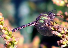 Ophiogomphus colubrinus