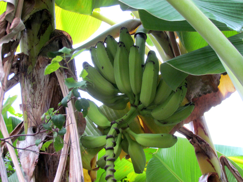 Plantain