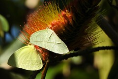 Aphrissa statira statira