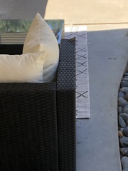 Sceloporus occidentalis