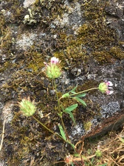 Trifolium variegatum