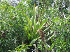 Aechmea setigera