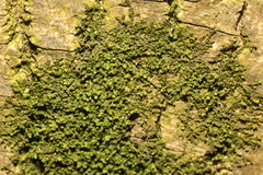 Frullania dilatata