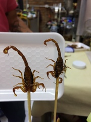 Centruroides suffusus