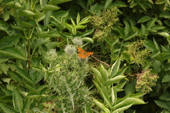Polygonia c-album