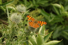 Polygonia c-album