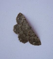 Dicrognophos sartata