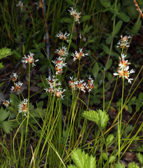 Juncus nevadensis nevadensis