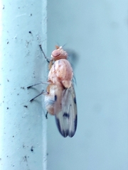 Minettia inusta