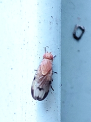Minettia inusta