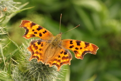 Polygonia c-album