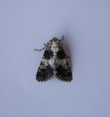 Hadena adriana
