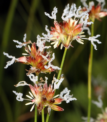 Juncus nevadensis nevadensis