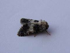 Hadena adriana