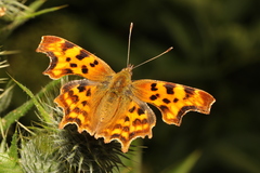 Polygonia c-album