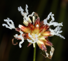 Juncus nevadensis nevadensis