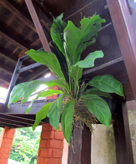 Anthurium schlechtendalii