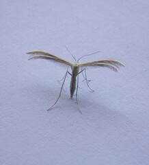 Merrifieldia tridactyla