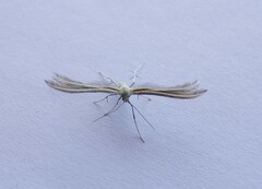 Merrifieldia tridactyla