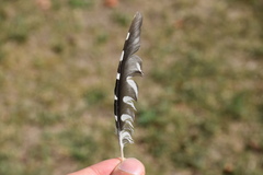 Dendrocopos major